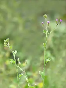 Yerba socialista(Vernonia cinerea)