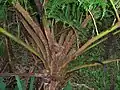 Detail of trunk and insertion of fronds.