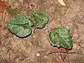 Young leaf in autumn