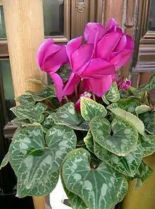 Pink cyclamen