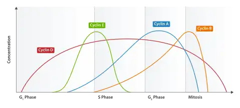 Expression of human cyclins through the cell cycle