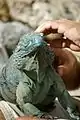 Blue iguana (Cyclura lewisi), Queen Elizabeth II Botanic Park