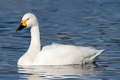 Tundra swan