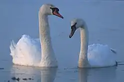 Mute swan