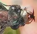 Cylindera germanica head