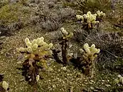 A stand of Cylindropuntia bigelovii