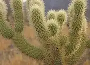 Close up of teddy-bear cholla