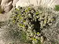 Plant growing in habitat in Joshua Tree National Park