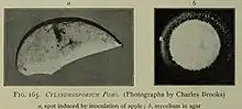 "Mycosphaerella pomi" a) spot induced by inoculation of apple, b) mycelium in agar