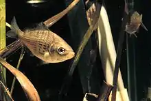 Shiner perch (Cymatogaster aggregata)