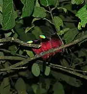 Three black-and-red broadbills roosting together on a branch