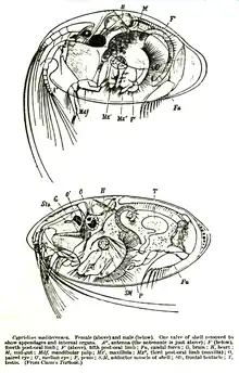 Image 19Anatomy of Cypridina mediterranea (from Ostracod)