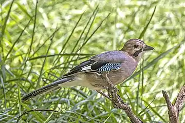 G. g. glaszneriTroodos Mountains, Cyprus