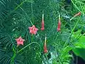 Flowers and foliage