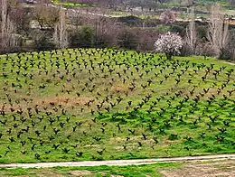 Vineyard in the Troodos Mountains