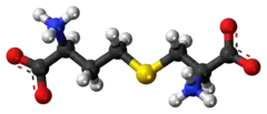 Ball-and-stick model of the cystathionine molecule as a zwitterion