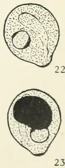 Cysts of "Chilomastix mesnili."  Fig. 22: The cytostome and nucleus clearly visible. Size 8.5 μm × 7.5 μm. Fig. 23: The cytostome and nucleus partially obscured by large deeply staining mass of glycogen. Size 8.5 μm × 7.5 μm