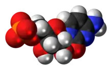 Space-filling model of the cytidine monophosphate molecule as anion (2- charge)