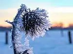 Frost on a thistle in Hausdülmen, North Rhine-Westphalia, Germany