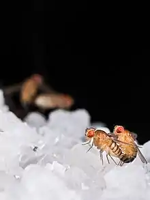 Mating drosophila melanogaster.