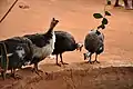 Guineafowl in Benin