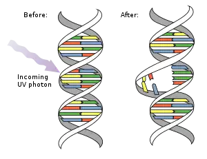 Diagram of UV light causing a pyrimidine dimer