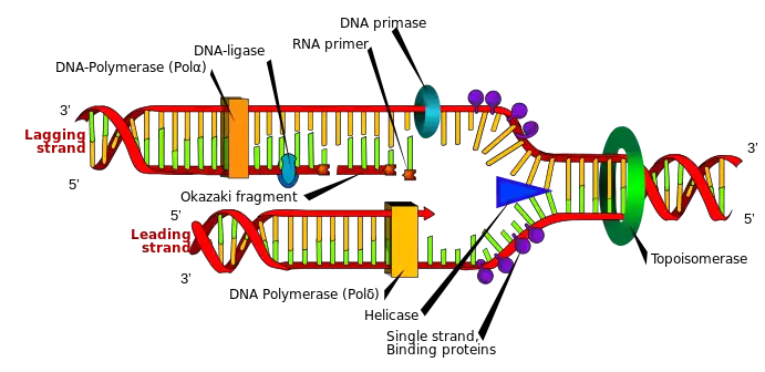 Helicase (blue triangle) separates the intertwined DNA strands so that daughter strands can form.