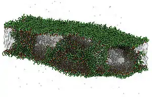 A laminar system consisting of water and gas molecules separated by DPPC lipid layers