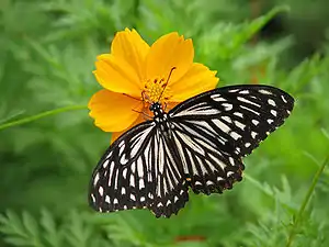 Dorsal view (Form dissimilis)