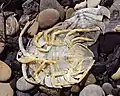 Underside of an unidentified (dried) marine serolid isopod seen on the shore in Punta Arenas, Chile. About 3-4cm in length.