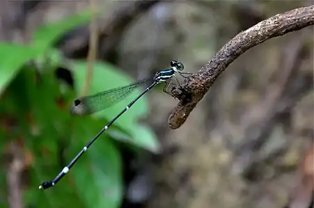 Protosticta rufostigma female