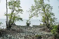 Mangroves in Char Kukri-Mukri Wildlife Sanctuary