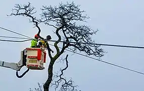 Urban felling in Australia. This is done to secure areas from accidental tree falls.