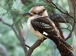 Perched on a silver wattle (Acacia dealbata) in Tasmania