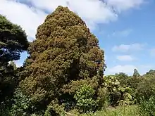 Young adult's conical growth habit