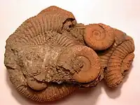 A group of spiral-shaped fossils