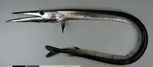 The daggertooth paralyses other mesopelagic fish when it bites them with its dagger-like teeth