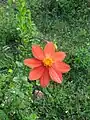 Dalia, national flower of Mexico