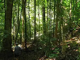 Daintree rainforest, a tropical humid forest