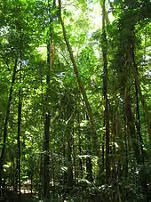 Image 11The Daintree Rainforest (from Tree)