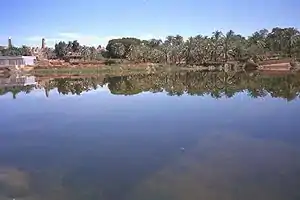 Dakhla Oasis, February 1988.