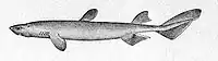 Drawing of a kitefin shark from Oceanic Ichthyology, by G. Brown Goode and Tarleton H. Bean, published 1896