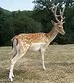 Fallow deer