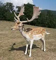 Fallow deer