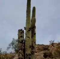 Damaged Carnegiea gigantea cactus on Silly Mountain, Arizona.