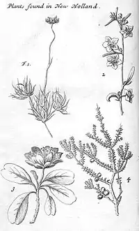 Engraving of plant samples from Australia