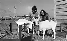 Nahal Yam settlement in Sinai, 1969. Dan Hadani collection, National Library of Israel.