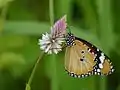 Danaus chrysippus on Celosia