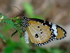 Ventral view