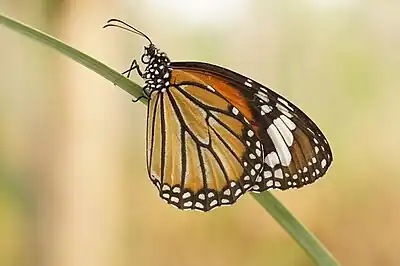 Image 15Danaus genutiaPhotograph: VengolisDanaus genutia, also known as the common tiger or striped tiger, is a species of butterfly found throughout India as well as Sri Lanka, Myanmar, South-East Asia and Australia. It is a member of the Danainae group of brush-footed butterflies. Both sexes have tawny wings with veins marked with broad black bands, and the male has a pouch on its hindwing. The butterfly is found in scrub jungles, fallow land adjacent to habitation, and deciduous forests, preferring areas of moderate to heavy rainfall. Its most common food plants in peninsular India are small herbs, twiners and creepers from the family Asclepiadaceae. The caterpillar of D. genutia obtains poison by eating poisonous plants, which make the caterpillar and butterfly taste unpleasant to predators. It has some 16 subspecies and although its evolutionary relationships are not completely resolved, it appears to be most closely related to the Malay tiger (D. affinis) and the white tiger.More selected pictures